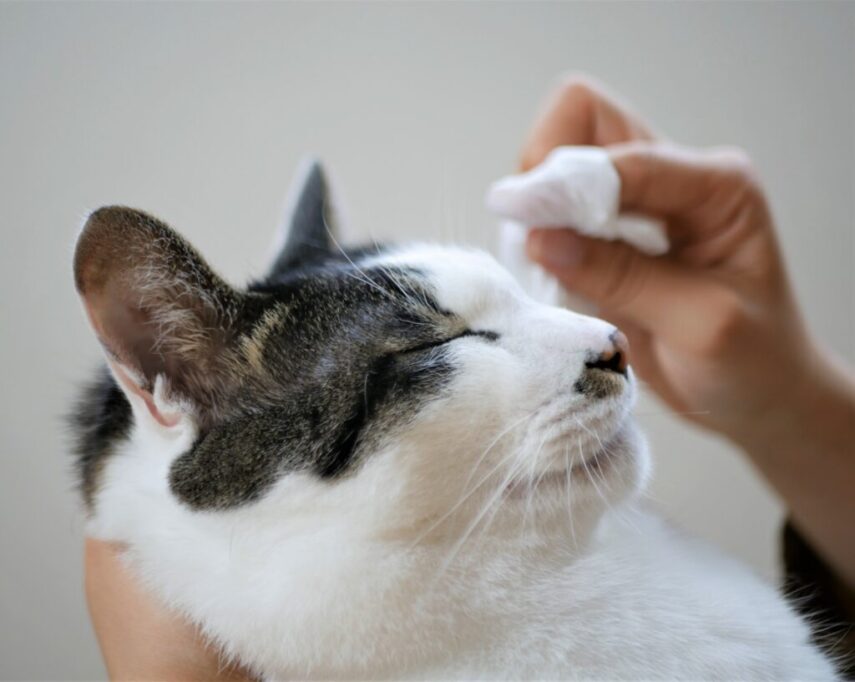 目ヤニを取ってもらう猫