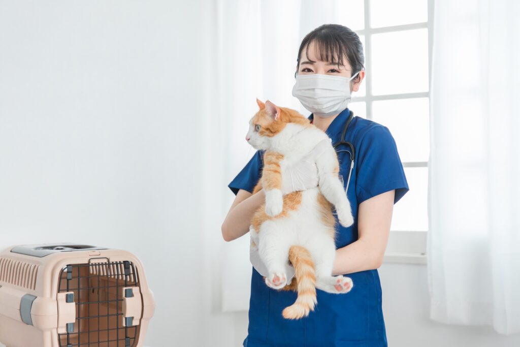 獣医さんに抱っこされる猫