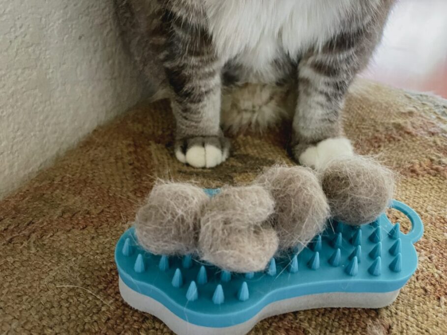 ブラッシング後の猫