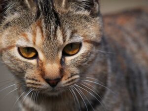 するどいまなざしの猫