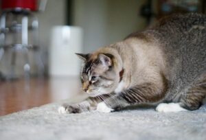 おしりフリフリして、獲物をねらう猫