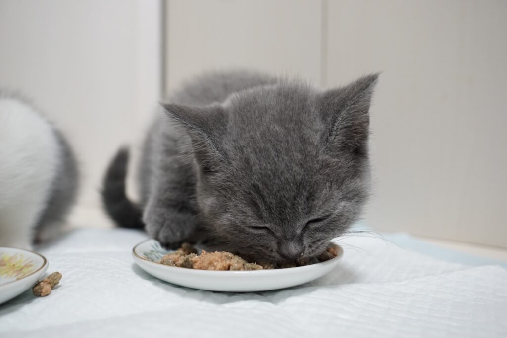 ごはんを食べるブリティッシュショートヘアの子猫