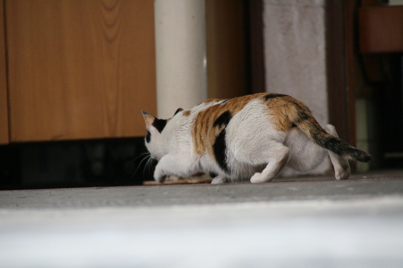 忍び足で何かを狙う猫