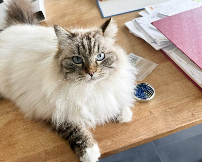 テーブルの上で仕事を邪魔する猫