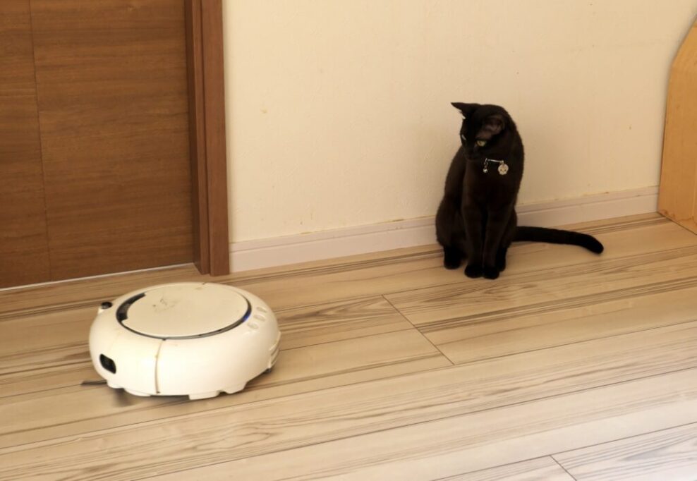 掃除機ロボットを見つめる猫