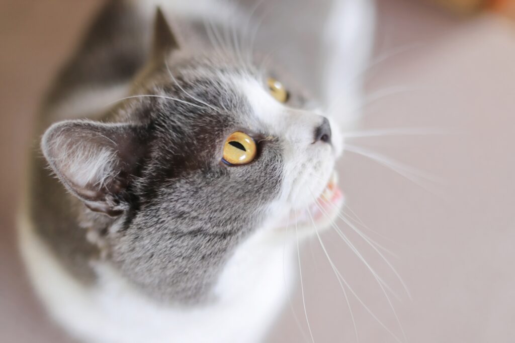 何かを訴えて鳴く猫
