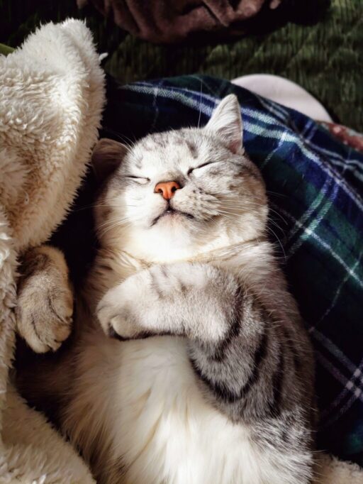 幸せそうに眠る猫