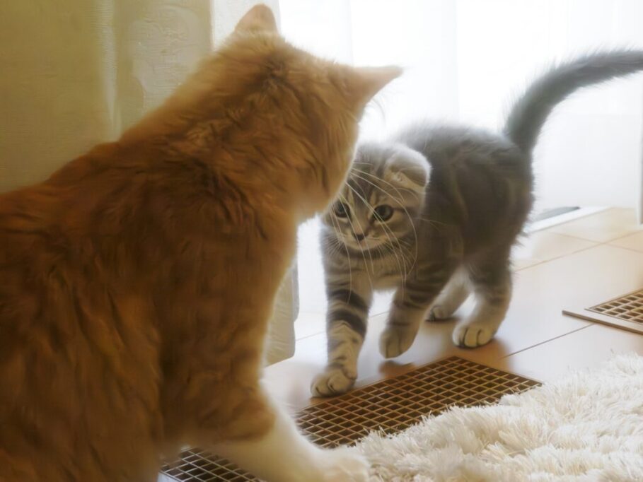 大人の猫と遊ぶ子猫