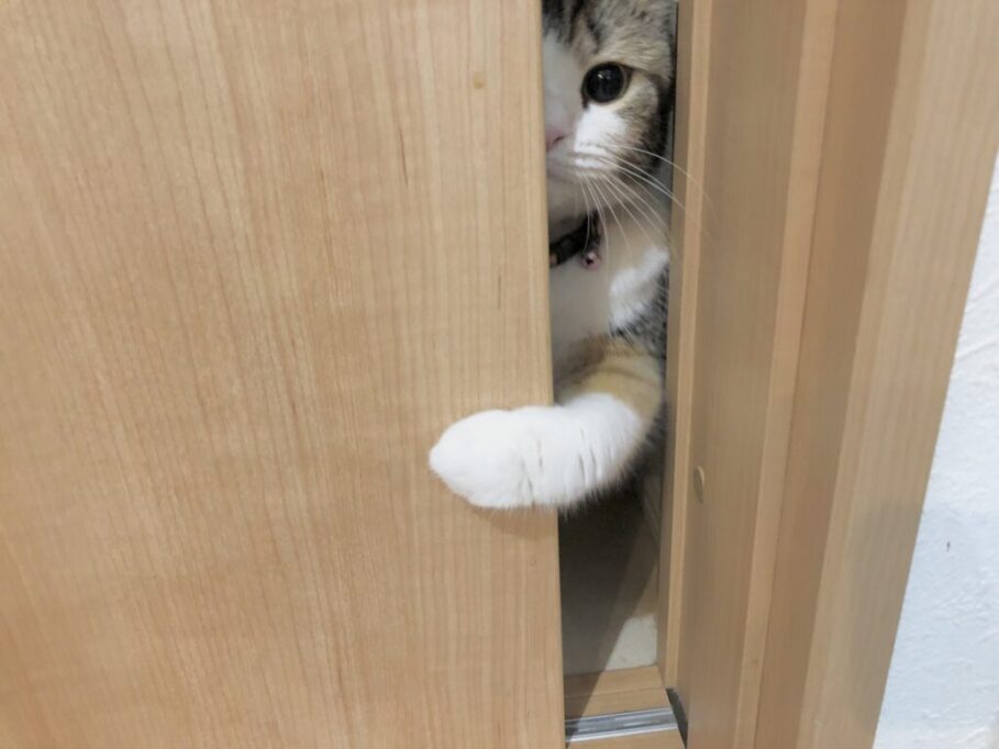 扉を開く猫