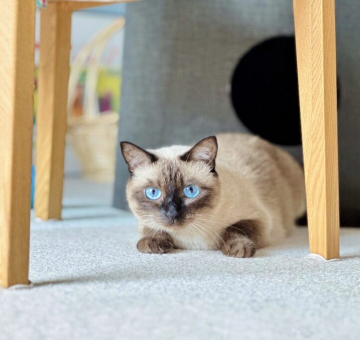 イスの下からこちらを見つめるシャム猫