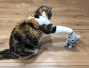 ぬいぐるみに猫パンチする猫