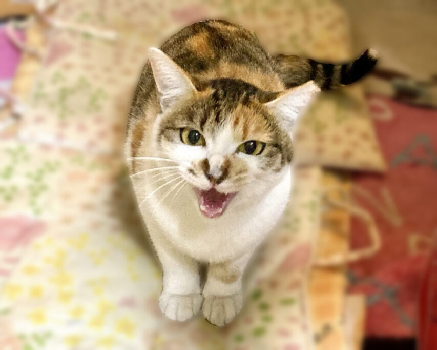 何かを要求して鳴く猫