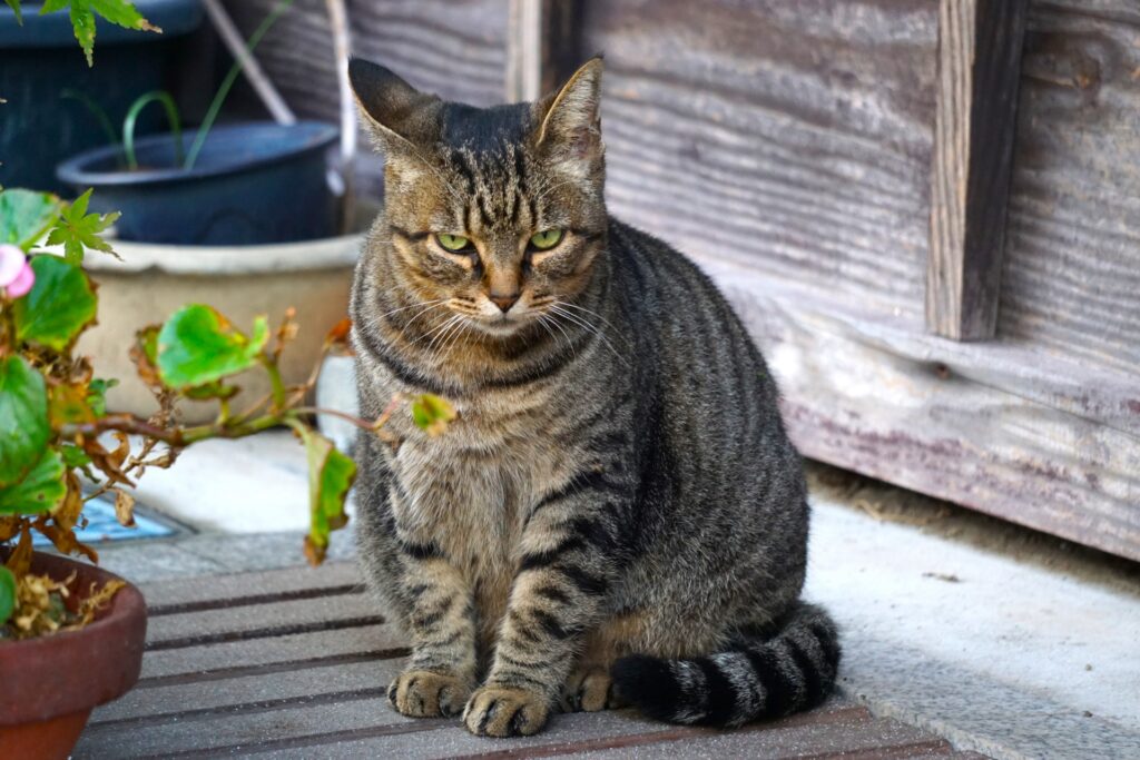 しっぽを体に撒いてる猫