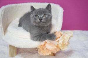 ブリティッシュショートヘアの子猫
