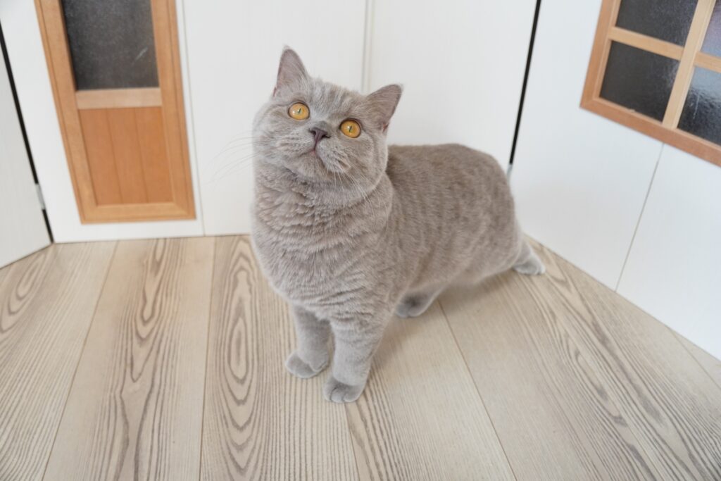 シルバーのブリティッシュショートヘア