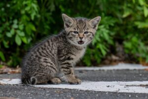 鳴いてる子猫