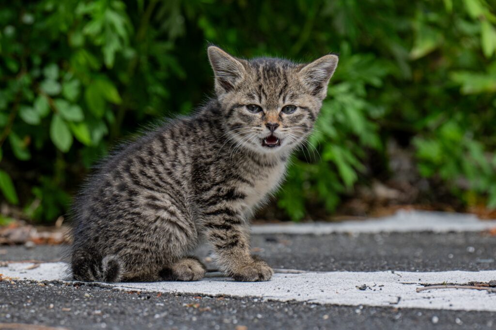 鳴いてる子猫
