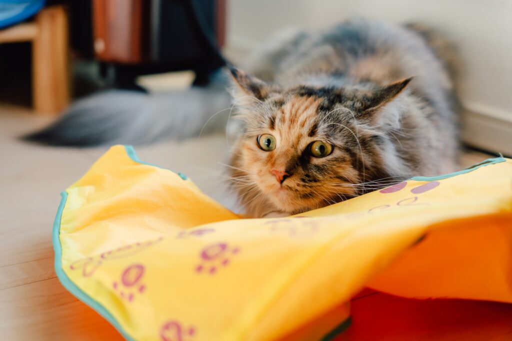 何かを狙う猫