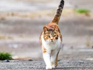 しっぽを立てて、こちらへ歩いてくる猫