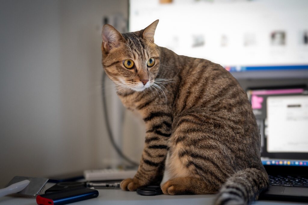 パソコンの前に座る猫