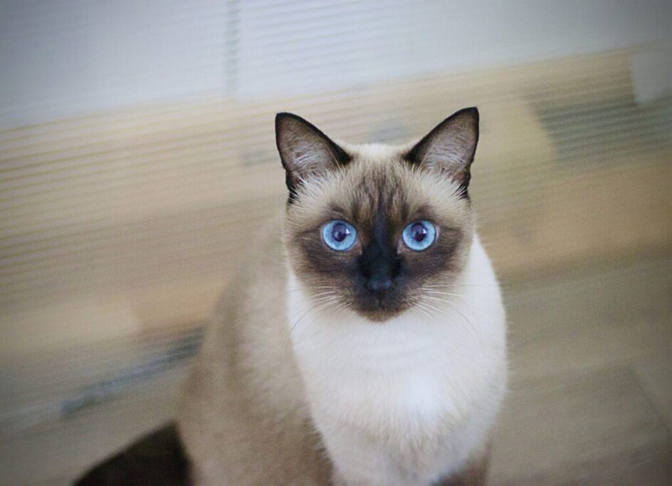こちらを見つめるシャム猫