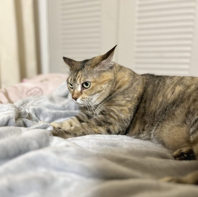 ふみふみしてる猫