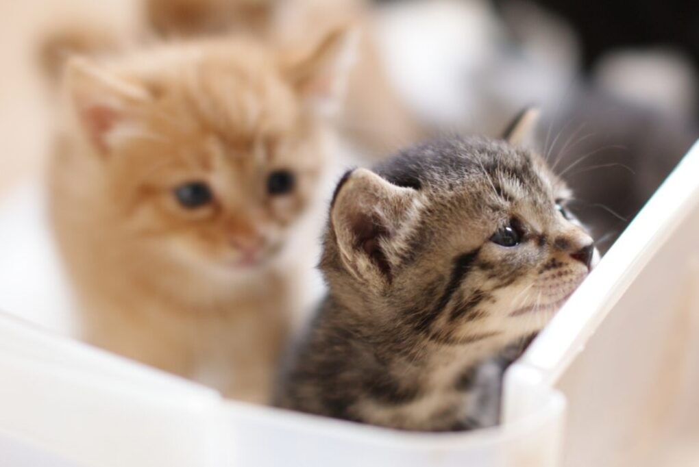 子猫の兄弟