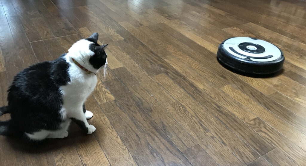 掃除機ロボットを見つめる猫