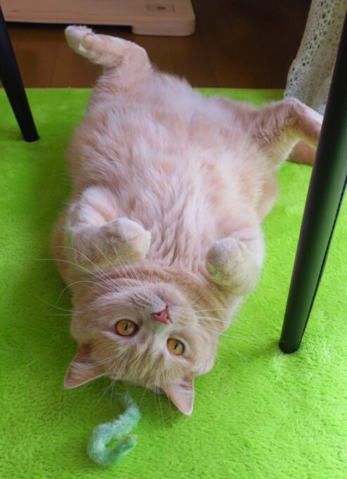 へそ天でこちらを見つめる猫