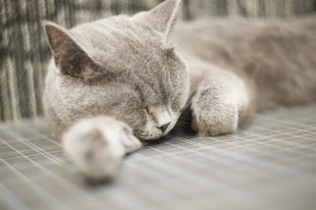 眠ってるブリティッシュショートヘア