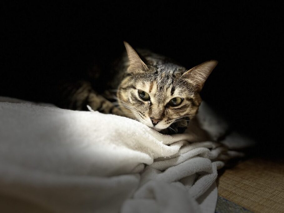 夜の猫