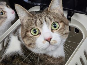 振り返ってこちらを見つめる猫