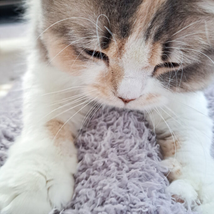 ふかふかの毛布をくわえながら、ふみふみしてる子猫