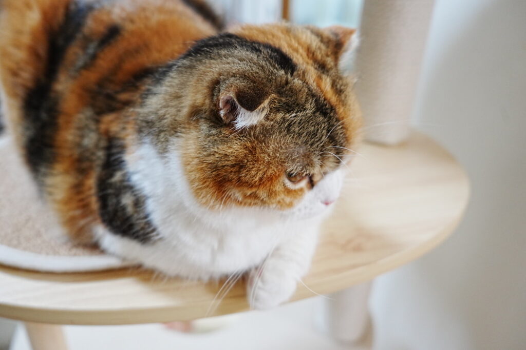 キャットタワーでリラックスする猫