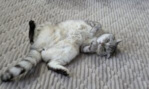 へそ天で寝っ転がる猫