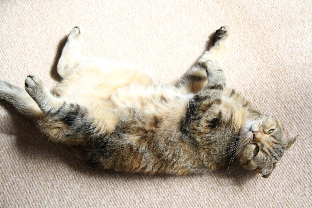 へそ天でこちらを見つめる猫