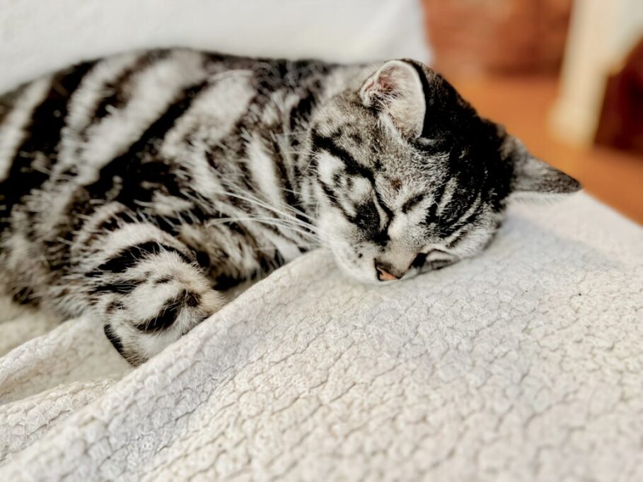 ソファーで眠るアメショ