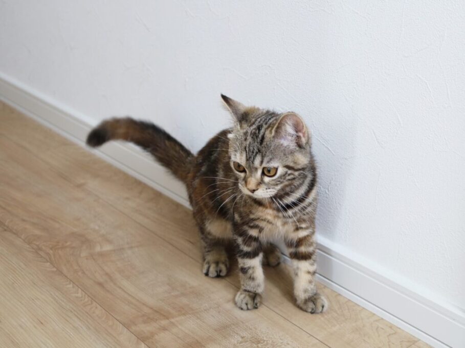 お部屋の壁際にたたずむ子猫