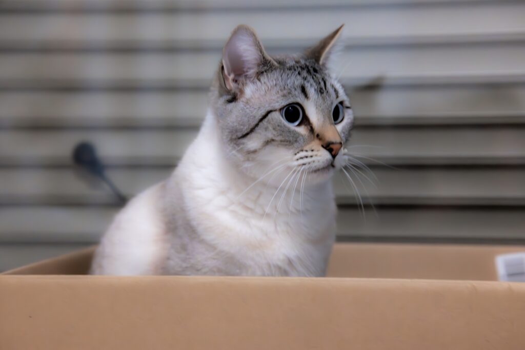 ダンボールの中に入る猫