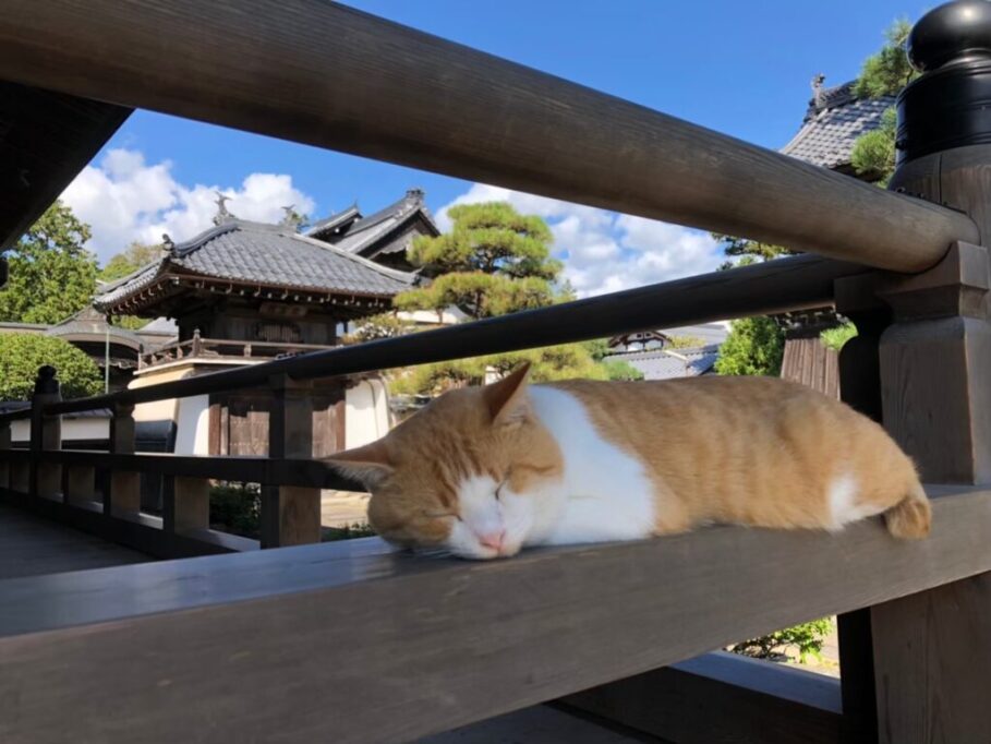 お寺の日陰で眠る猫