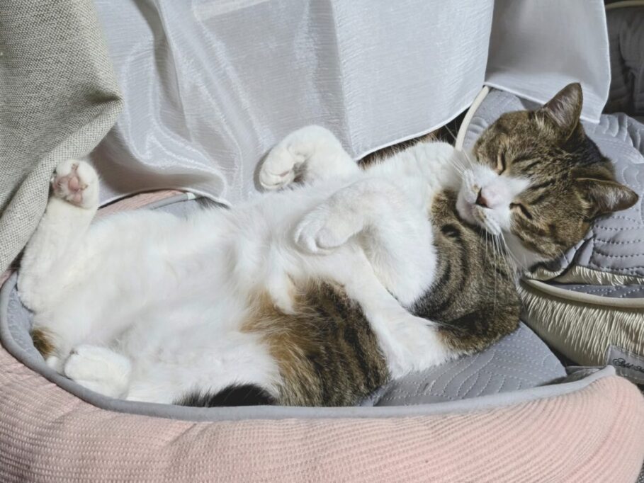 仰向けで眠る猫