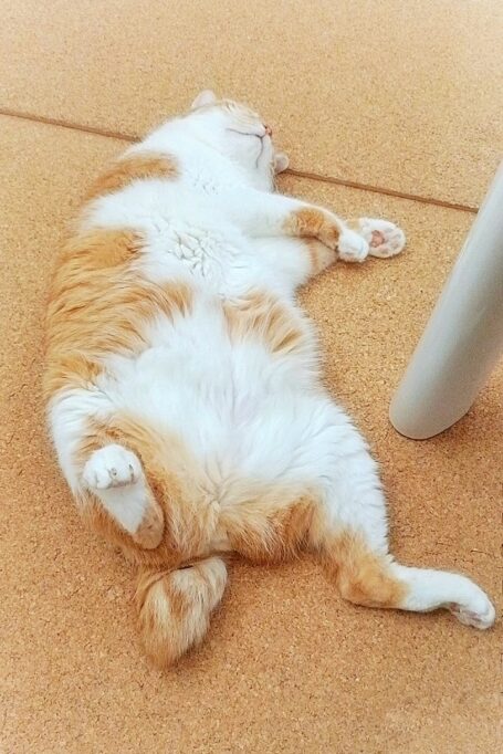 へそ天で寝てる猫