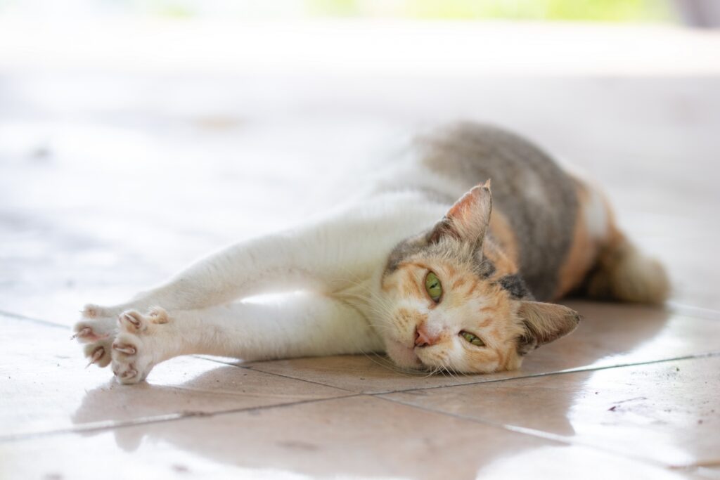 床で涼む猫