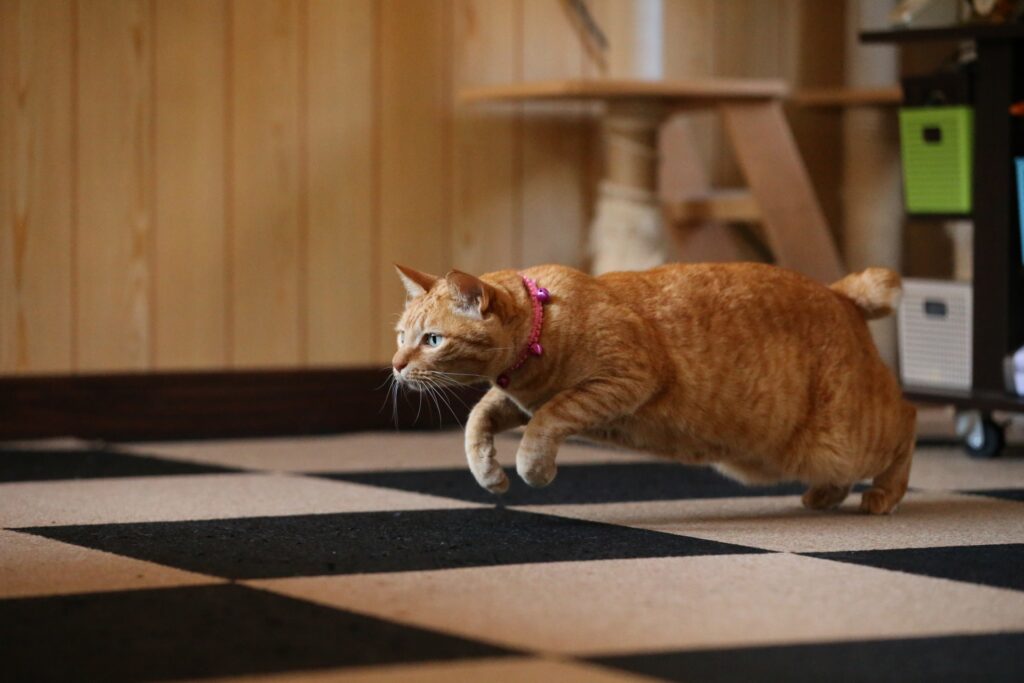 何かに飛び掛かる猫