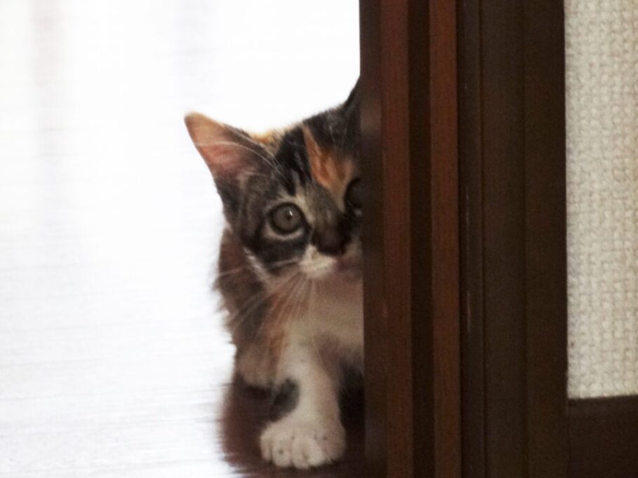 ドアの陰からこちらをうかがう子猫