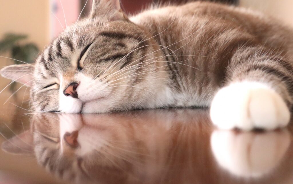 テーブルの上で眠る猫