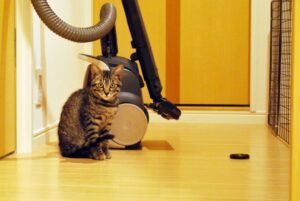 掃除機の前に座る猫