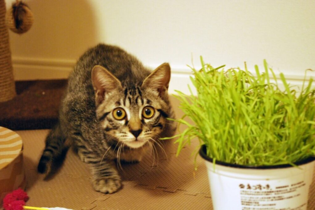 猫草の陰から狙う猫