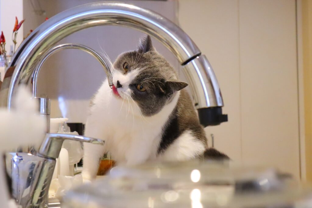 水道から水を飲む猫