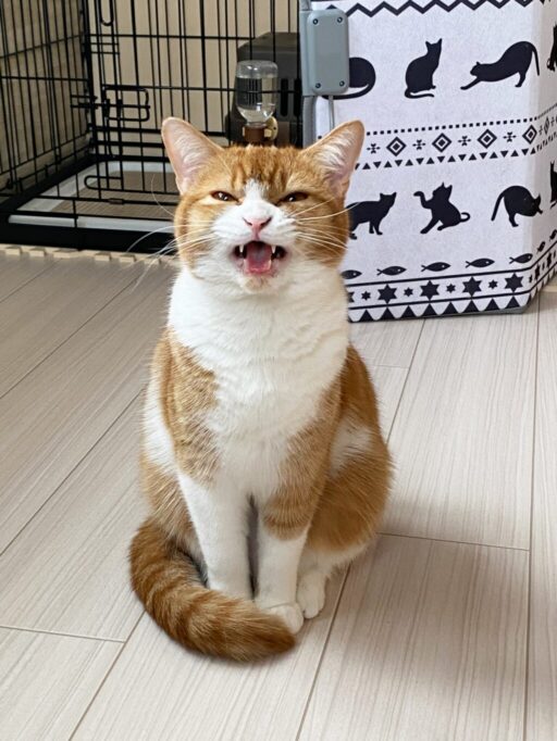 サイレントニャーぽく鳴く猫